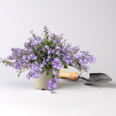 Pflanzenkreation Gartenmagie, groß, 7 Pflanzen inkl. Erde und Dünger Pflanzenkreation Gartenmagie, groß, 7 Pflanzen inkl. Erde und Dünger