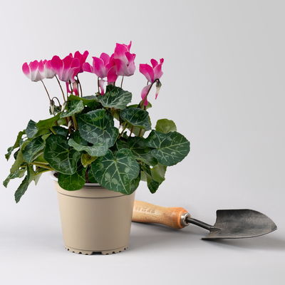 Alpenveilchen 'Meine Beste', rosa-weiß, Topf-Ø 13 cm, 3 Pflanzen Alpenveilchen 'Meine Beste', rosa-weiß, Topf-Ø 13 cm, 3 Pflanzen