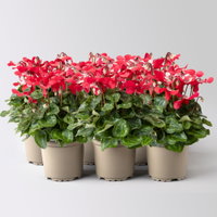 Alpenveilchen 'Exclusive® Djix', rot, Topf-Ø 10,5 cm, 6 Pflanzen