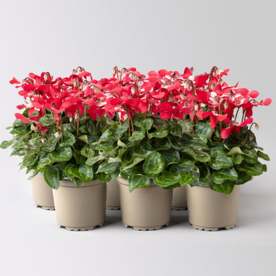 Alpenveilchen 'Exclusive® Djix', rot, Topf-Ø 10,5 cm, 6 Pflanzen
