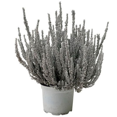 Besenheide SKYLINE®, weiß gefärbt, Topf-Ø 11 cm, 6 Pflanzen