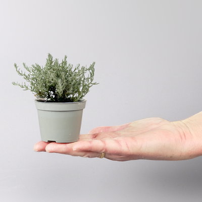 Silverland Mix Mini, silber-grau, Topf-Ø  7 cm, 12 Pflanzen