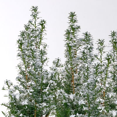 Kegelzypresse 'Top Point', Mini, weiß beschneit, Topf-Ø 6 cm, 6 Pflanzen