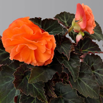 Begonie 'Orangedrops®' orange, Topf-Ø 12 cm, 6 Pflanzen Begonie 'Orangedrops®' orange, Topf-Ø 12 cm, 6 Pflanzen