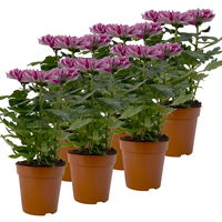 Chrysantheme 'Chrysanne® Zembla Next Purple' lila, großbl., Topf-Ø 13 cm,6er-Set