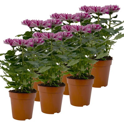 Chrysantheme 'Chrysanne® Zembla Next Purple', lila, Topf-Ø 13 cm, 6 Pflanzen Chrysantheme 'Chrysanne® Zembla Next Purple', lila, Topf-Ø 13 cm, 6 Pflanzen