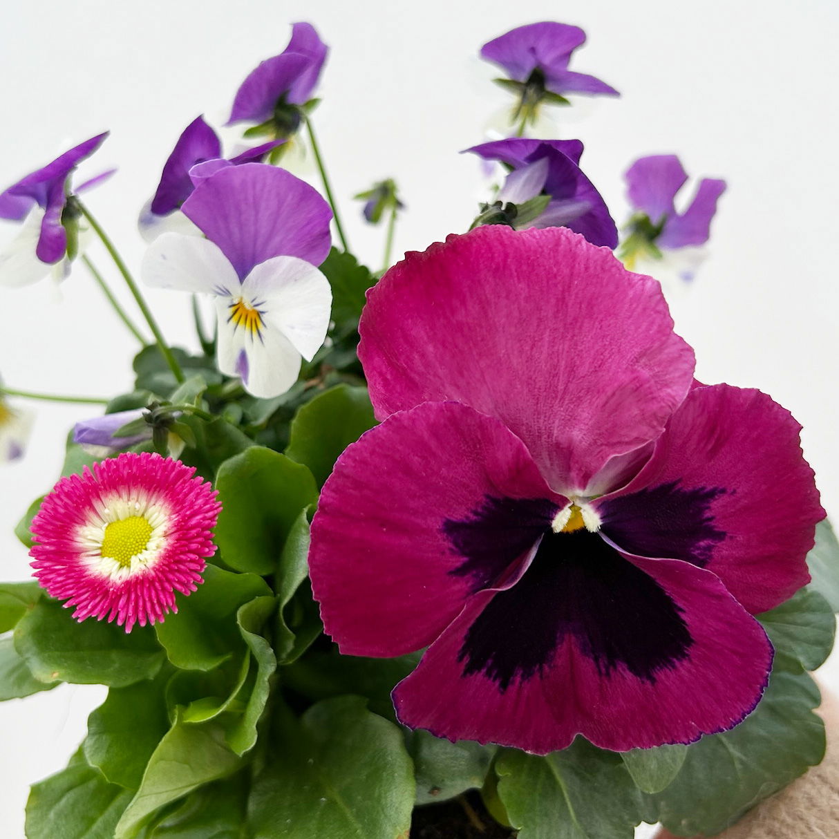 Frühlingmix, rosa, Topf-Ø 13 cm, 6 Pflanzen