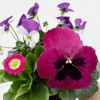 Frühlingmix, rosa, Topf-Ø 13 cm, 6 Pflanzen