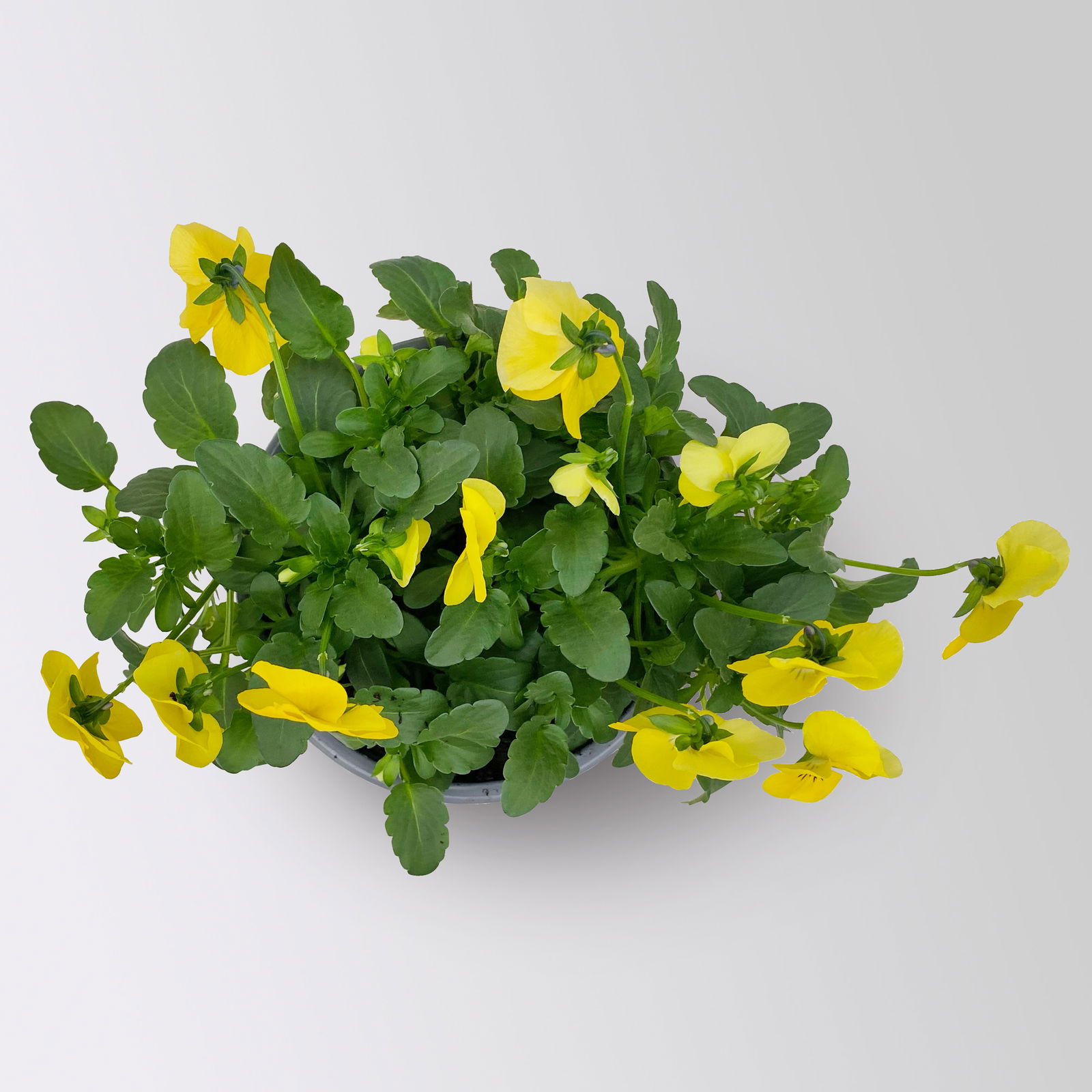 Hornveilchen, Farben zufällig Topf-Ø 12 cm, 6 Pflanzen