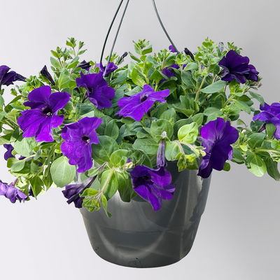 Petunie, blau, hängend, Ampeltopf-Ø 25/27 cm