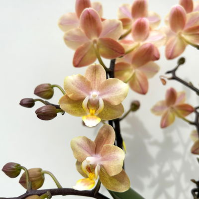 Duft-Schmetterlingsorchidee creme/rosa, 2 Rispen, Topf-Ø 12 cm, Höhe ca. 30 cm Duft-Schmetterlingsorchidee creme/rosa, 2 Rispen, Topf-Ø 12 cm, Höhe ca. 30 cm