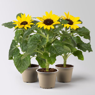 Sonnenblume 'Sunsation'® gelb, Topf-Ø 12/13 cm, 3er-Set Sonnenblume 'Sunsation'® gelb, Topf-Ø 12/13 cm, 3er-Set