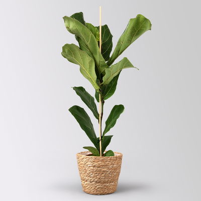 Geigenfeige im Korb Osaka, Topf-Ø 17 cm, Höhe ca. 45-65 cm