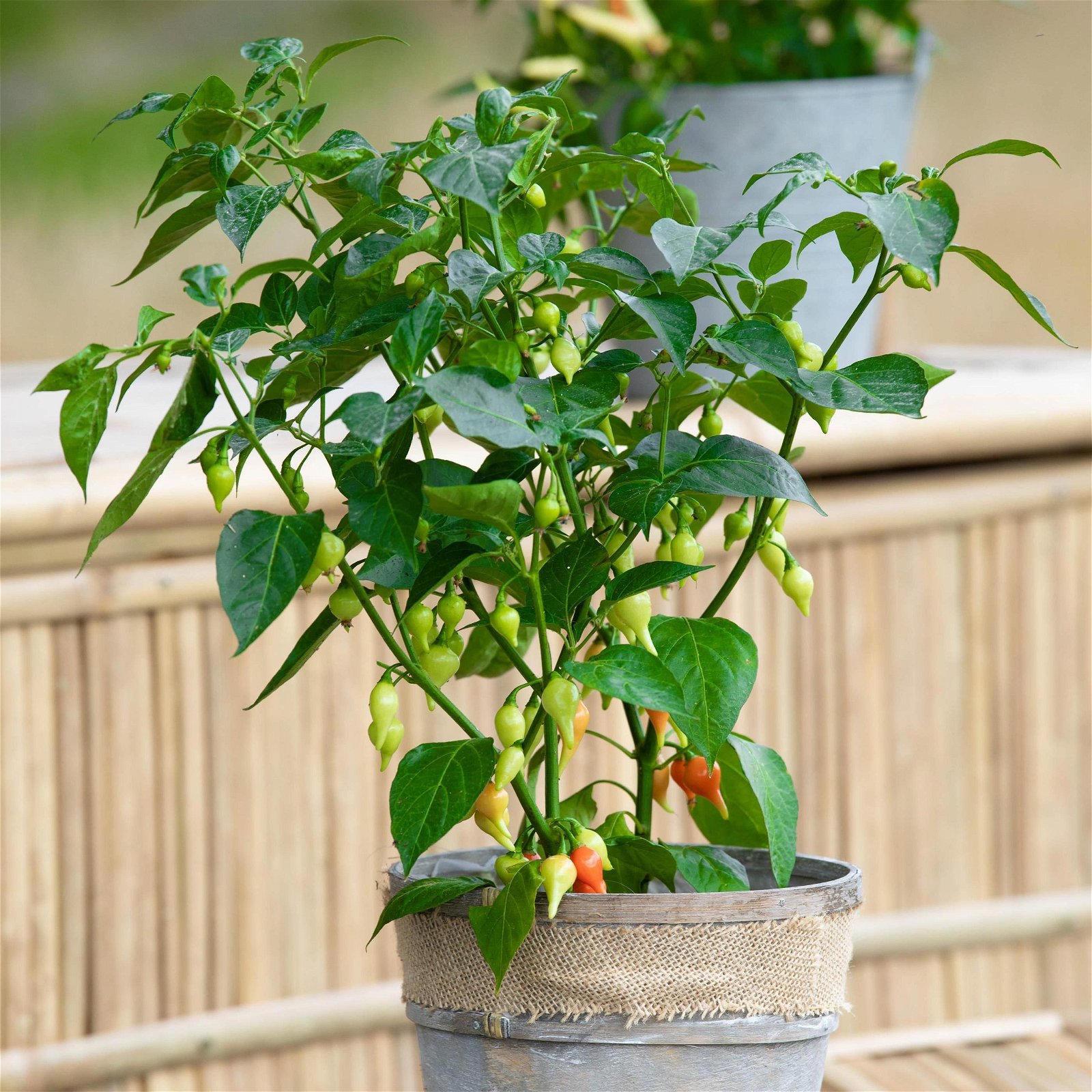 Blu Bio Chilipflanze Tropfen-Chili, Topf-Ø 15 cm, 3er Set