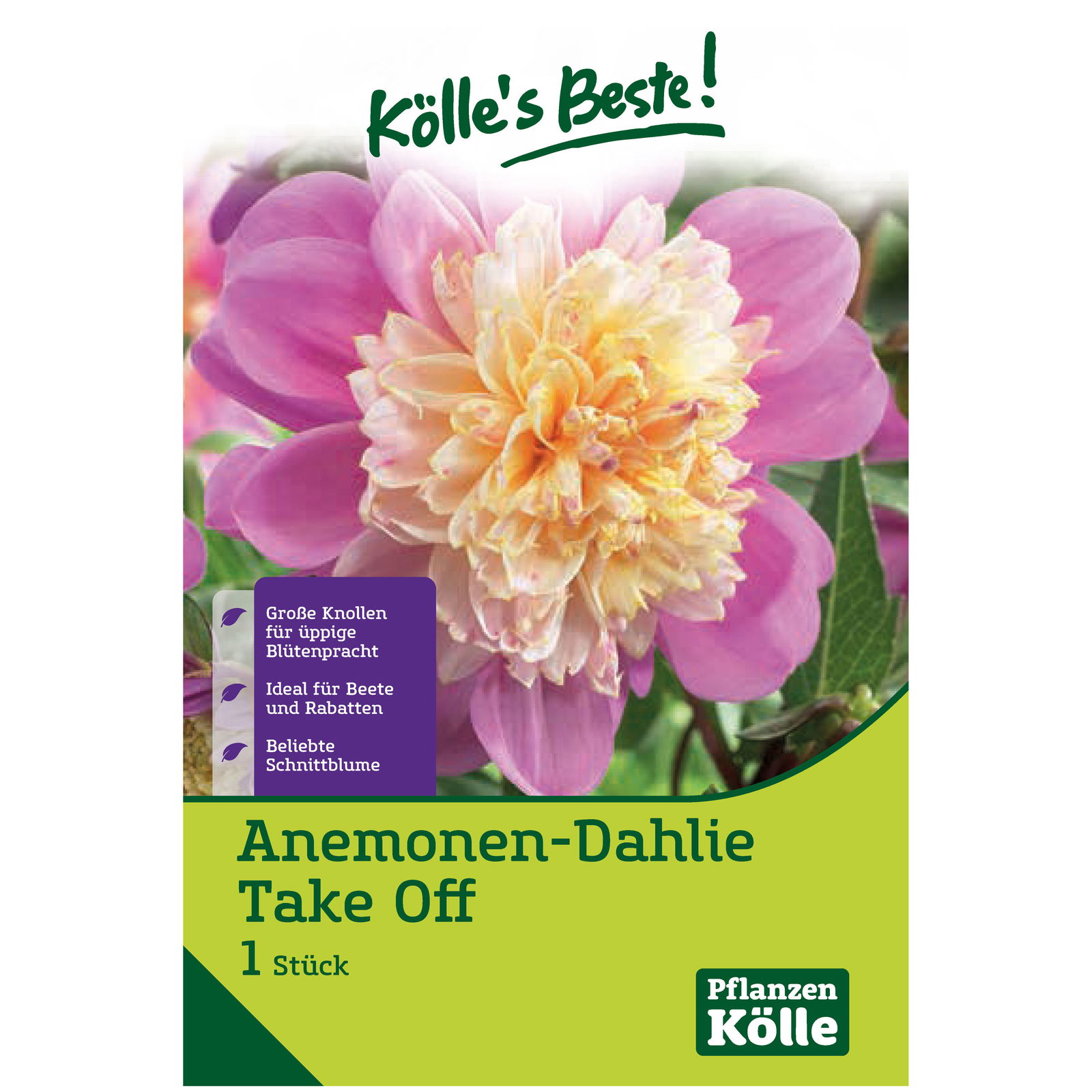 Anemonen-Dahlie 'Take Off', rosa, 1 Blumenknolle