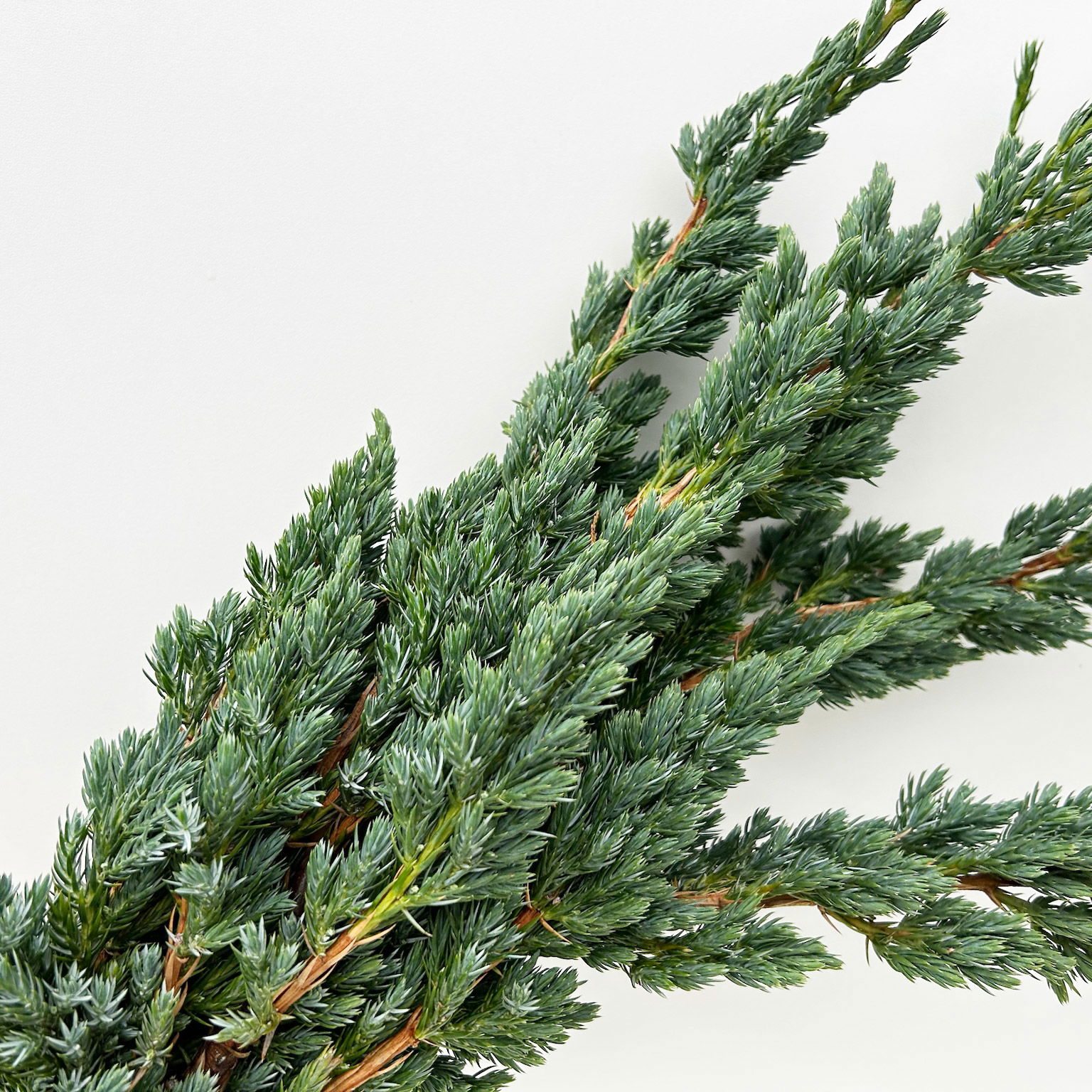 Wacholder 'Meyerii' im Handbund, 3 Bund