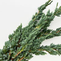 Wacholder 'Meyerii' im Handbund, 3 Bund