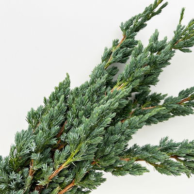 Wacholder 'Meyerii' im Handbund, 3 Bund