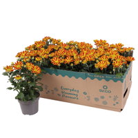 Chrysantheme 'HoiHoi,rot-gelb, Topf-Ø 12 cm, 6 Pflanzen Chrysantheme 'HoiHoi,rot-gelb, Topf-Ø 12 cm, 6 Pflanzen