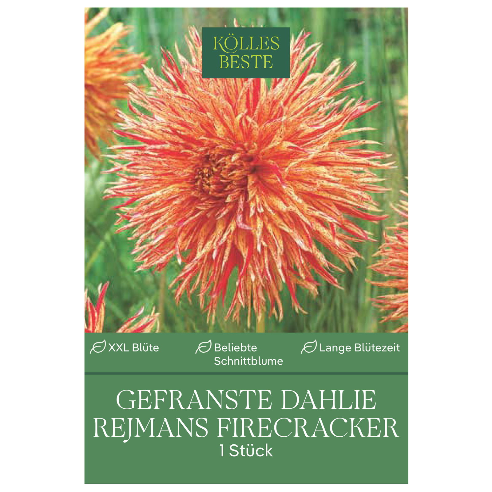 Kölles Beste Blumenknollen, Gefranste Dahlien 'Rejmans Firecracker' Kölles Beste Blumenknollen, Gefranste Dahlien 'Rejmans Firecracker'