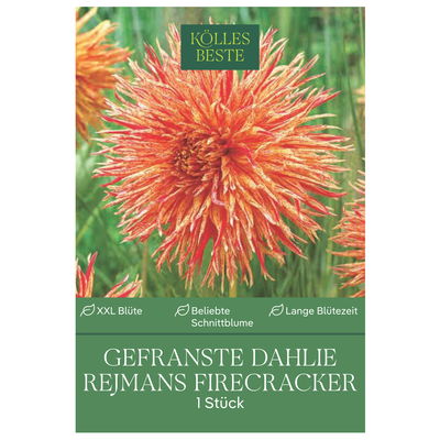 Kölles Beste Blumenknollen, Gefranste Dahlien 'Rejmans Firecracker' Kölles Beste Blumenknollen, Gefranste Dahlien 'Rejmans Firecracker'