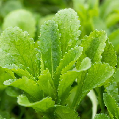 Kugeldistel 'Taplow Blue' blau, Topf 11x11 cm, 3 Pflanzen Kugeldistel 'Taplow Blue' blau, Topf 11x11 cm, 3 Pflanzen