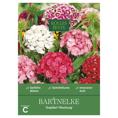 Kölles Beste Blumensamen, Bartnelken 'Duplika Mischung'