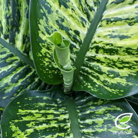 Dieffenbachie 'Maroba', Topf-Ø 21 cm, Höhe ca. 80 cm Dieffenbachie 'Maroba', Topf-Ø 21 cm, Höhe ca. 80 cm