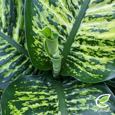Dieffenbachie 'Maroba', Topf-Ø 21 cm, Höhe ca. 80 cm Dieffenbachie 'Maroba', Topf-Ø 21 cm, Höhe ca. 80 cm
