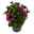 Kapkörbchen lila, Topf-Ø 12 cm, 6er-Set