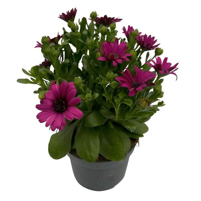 Kapkörbchen lila, Topf-Ø 12 cm, 6er-Set