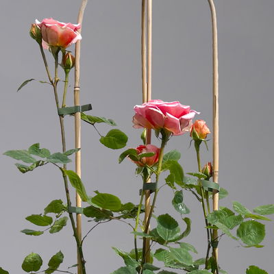 Duftende Edelrose 'Kölle's Duftsommer'®, Doppelbogen, Topf 7,5 Liter Duftende Edelrose 'Kölle's Duftsommer'®, Doppelbogen, Topf 7,5 Liter