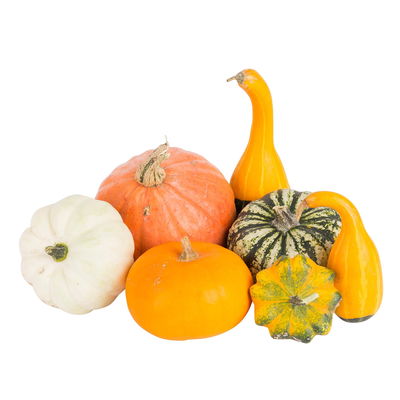 Zierkürbisse im Netz, verschiedene Sorten, Größen und Farben, 2er-Set Zierkürbisse im Netz, verschiedene Sorten, Größen und Farben, 2er-Set