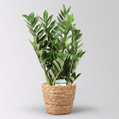 Glücksfeder in Korb Osaka, Topf-Ø 17 cm, Höhe ca. 30-50 cm Glücksfeder in Korb Osaka, Topf-Ø 17 cm, Höhe ca. 30-50 cm