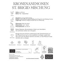 Kölles Beste Kronenanemonen St. Brigid Mischung, 10 Blumenzwiebeln