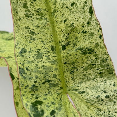 Philodendron 'Paraiso Verde', Topf-Ø 12 cm, Höhe ca. 30 cm Philodendron 'Paraiso Verde', Topf-Ø 12 cm, Höhe ca. 30 cm