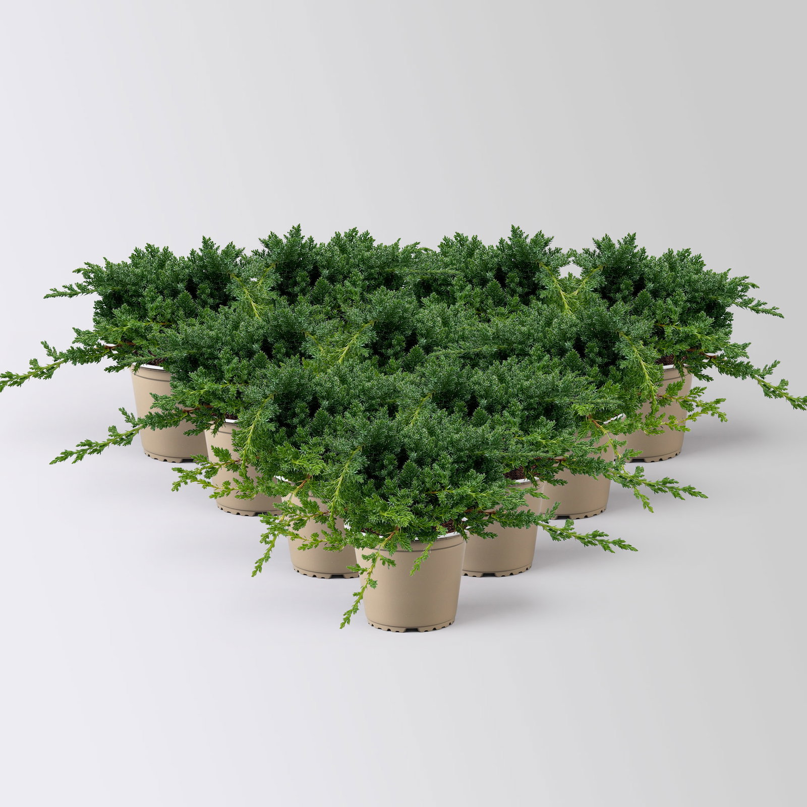 Japanischer Kriechwacholder 'Nana', 10er-Set, Höhe 20-30 cm, Topf 2 Liter