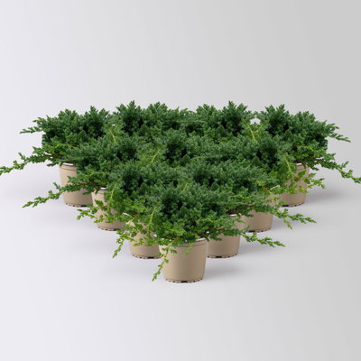 Japanischer Kriechwacholder 'Nana', 10er-Set, Höhe 20-30 cm, Topf 2 Liter Japanischer Kriechwacholder 'Nana', 10er-Set, Höhe 20-30 cm, Topf 2 Liter