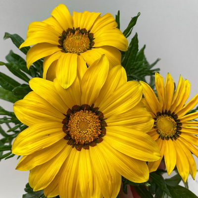 Mittagsgold Farbe zufällig, Topf-Ø 12 cm, 6er-Set Mittagsgold Farbe zufällig, Topf-Ø 12 cm, 6er-Set