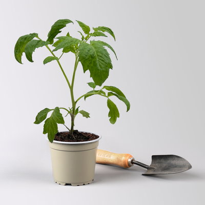 Bio Andenhorntomate 'Giano', Topf -Ø 12 cm, 3 Pflanzen