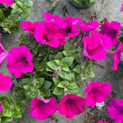 Petunie, fuchsia, hängend, Topf-Ø 13 cm, 6 Pflanzen