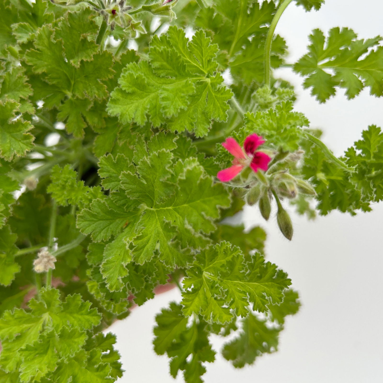 Duftgeranie 'Freshfruity® Choco Fresh', Topf-Ø 12 cm, 6 Pflanzen