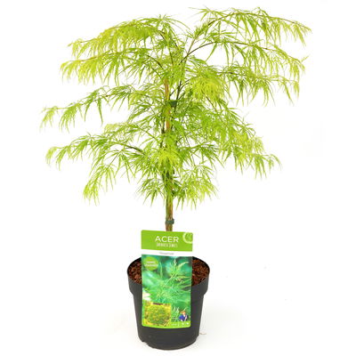 Grüner Schlitzahorn 'Dissectum', Höhe 40 - 60 cm, Topf-Ø 19 cm Grüner Schlitzahorn 'Dissectum', Höhe 40 - 60 cm, Topf-Ø 19 cm