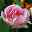 Tulpe rosa, gefüllt, vorgetrieben, Topf-Ø 15 cm, 3er-Set