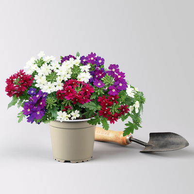 Eisenkraut 'Trio', weiß-blau-purple, Topf-Ø 12 cm, 3 Pflanzen Eisenkraut 'Trio', weiß-blau-purple, Topf-Ø 12 cm, 3 Pflanzen