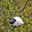 Nest-Wollspender Schaf 'Woolie' mit Naturwolle