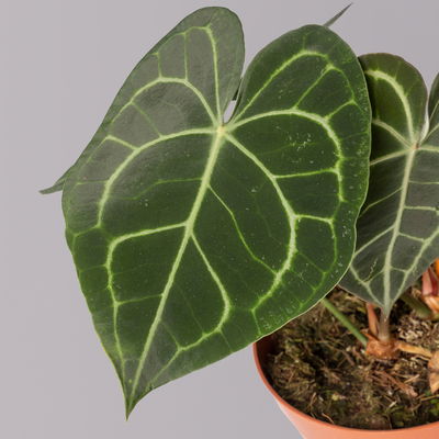 Anthurium clarinervium, Topf-Ø 15 cm, Höhe ca. 40 cm Anthurium clarinervium, Topf-Ø 15 cm, Höhe ca. 40 cm