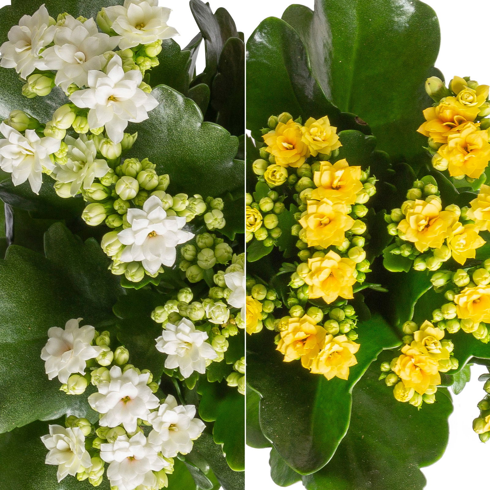 Kalanchoe 'Calandiva'®, weiß & gelb,Topf-Ø 12 cm, Höhe ca. 20-30 cm, 6er-Set