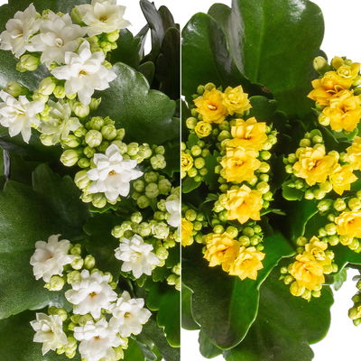 Kalanchoe 'Calandiva'®, weiß & gelb,Topf-Ø 12 cm, Höhe ca. 20-30 cm, 6er-Set Kalanchoe 'Calandiva'®, weiß & gelb,Topf-Ø 12 cm, Höhe ca. 20-30 cm, 6er-Set