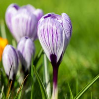 Krokus Mini, lila-weiß gestreift, Topf-Ø 5 cm, 10 Pflanzen